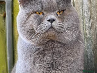 British Shorthair cats Meet Leo, Active Registered GCCF BHS Stud in Clitheroe - Advert 3