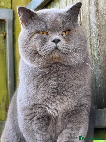 British Shorthair cats Meet Leo, Active Registered GCCF BHS Stud in Clitheroe - Advert 4