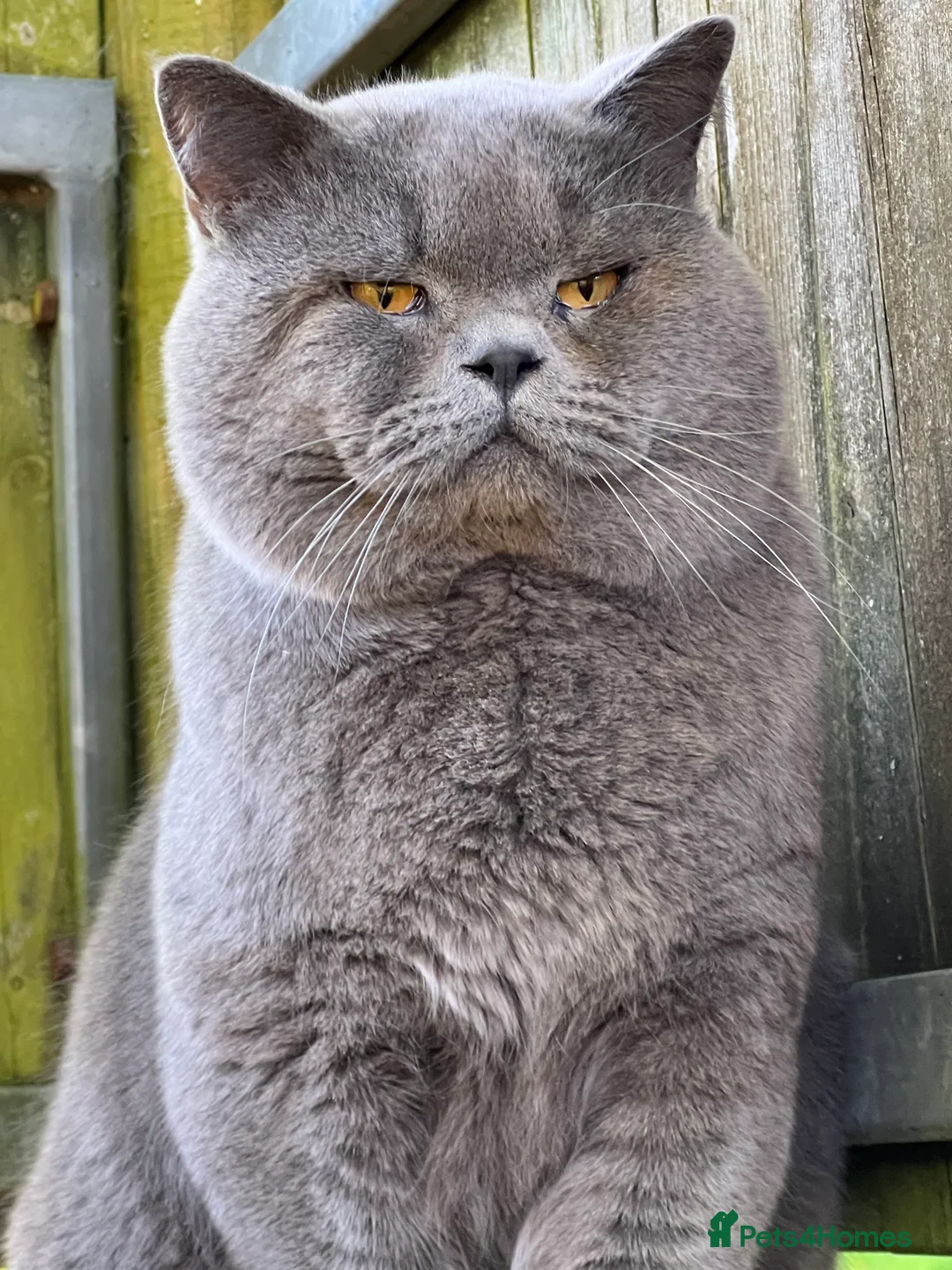 British Shorthair cats for stud: Meet Leo, Active Registered GCCF BHS Stud in Clitheroe - Advert 1