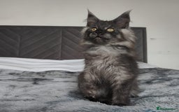 Maine Coon cats for sale: European Maine coon Kittens - Image 15