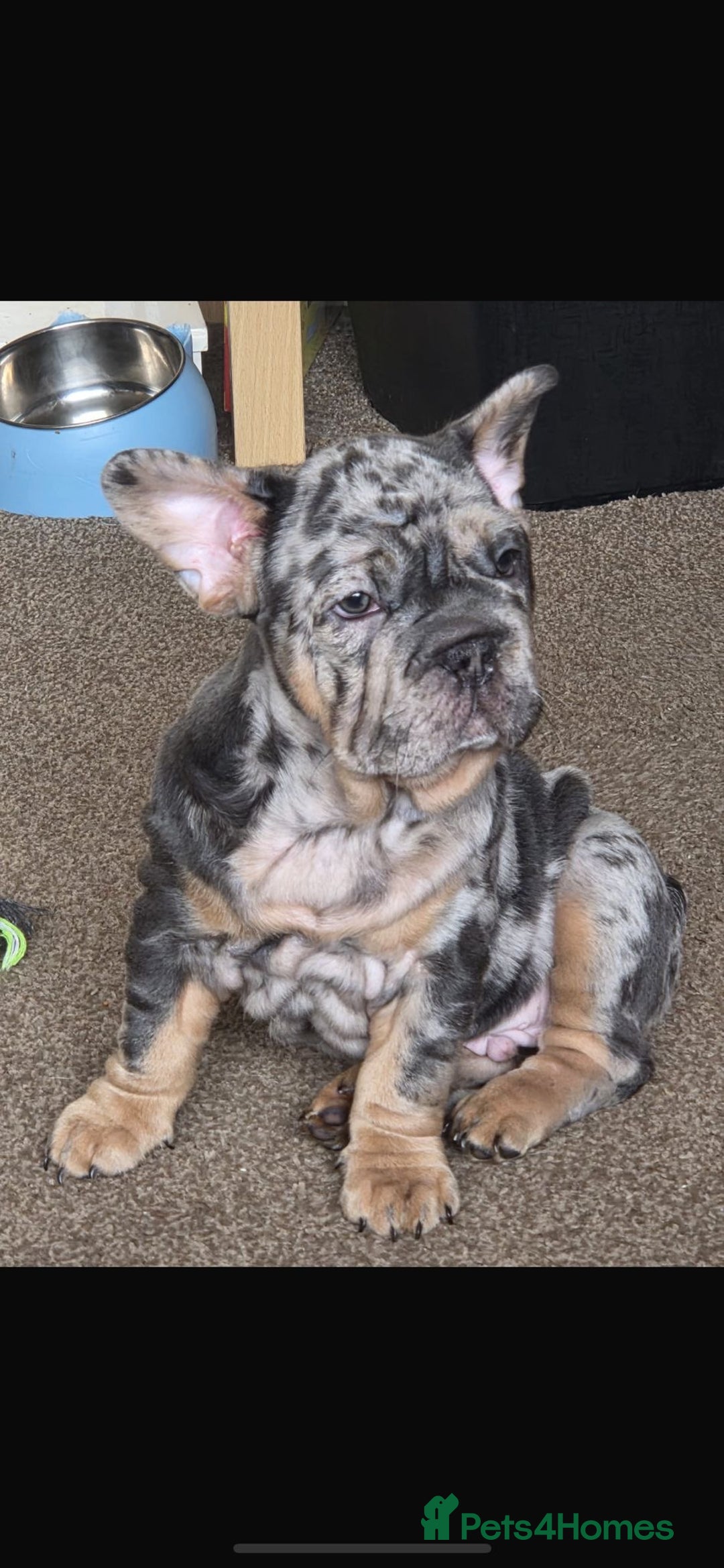 French Bulldog dogs for sale: Only 1 boy left and ready to leave 😍 - Advert 2