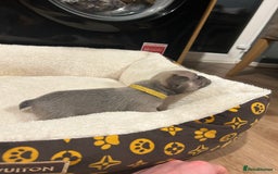 French Bulldog dogs for sale: 5⭐️ french bulldog pups 🐾 - Image 12