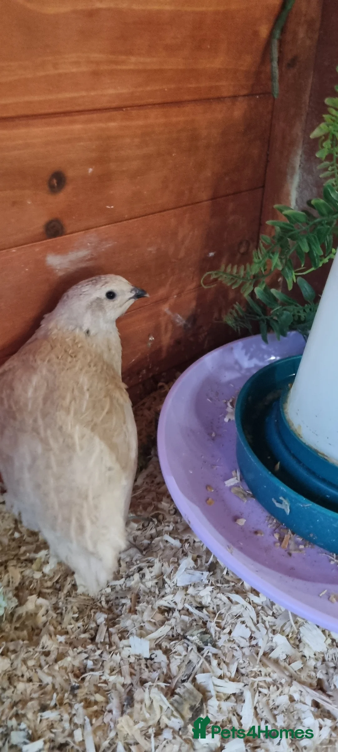 Quail poultry for sale: Coturnix quail chics and hatching eggs  - Advert 12