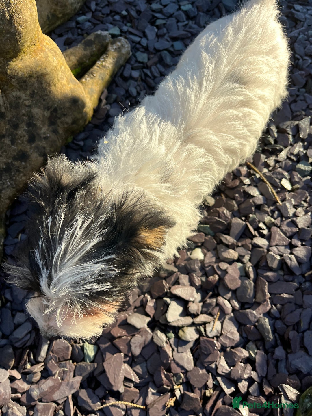 Jack Russell dogs for sale: Farm bred rough coated Jack Russell boy for sale - Advert 5