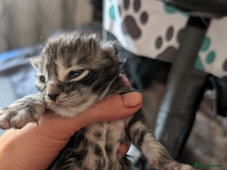 Maine Coon cats Full Mainecoon kittens - Advert 14