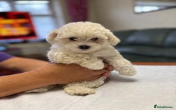 Maltese dogs for sale: Ready to go ! Gorgeous Maltese girls for salee - Image 20