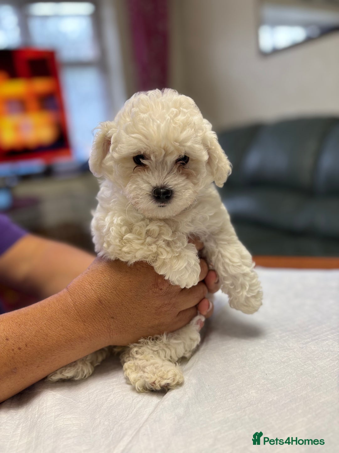 Maltese dogs for sale: Ready to go ! Gorgeous Maltese girls for salee - Image 20