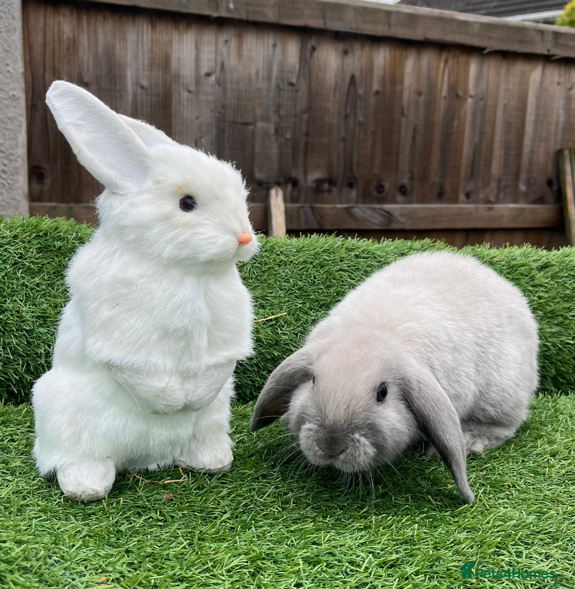 Mini Lop rabbits Autumn babies - Advert 1