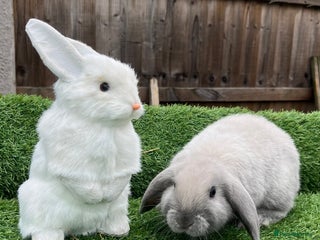 Mini Lop rabbits Autumn babies - Advert 9