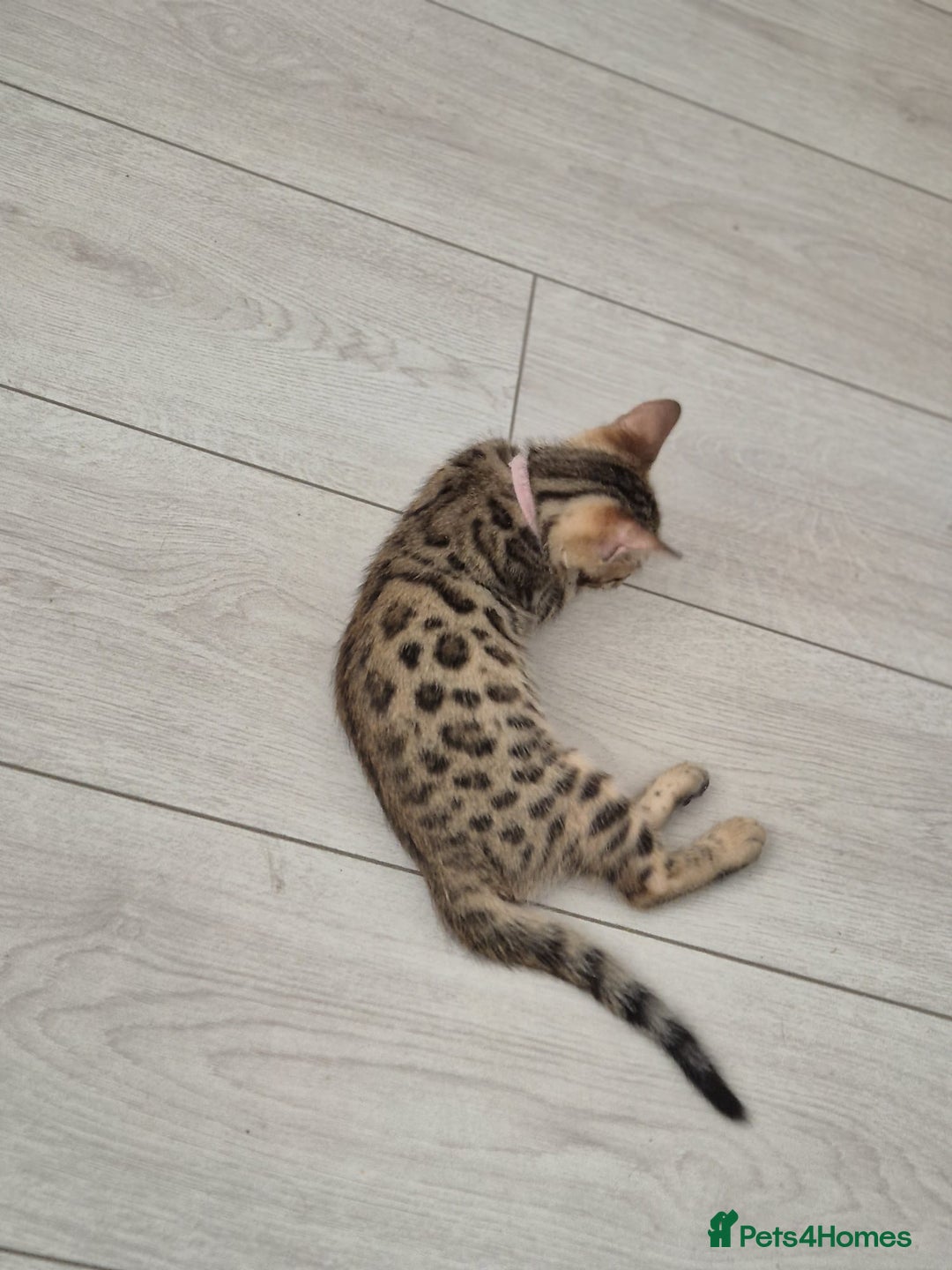 Bengal cats for sale:  🐾Four Beautiful Bengal Kittens🐾 - Image 8