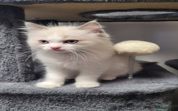 Ragdoll cats for sale: 🐾😺 3 Fluffy Ragdoll Kittens Waiting for You ♥♥♥ - Image 4