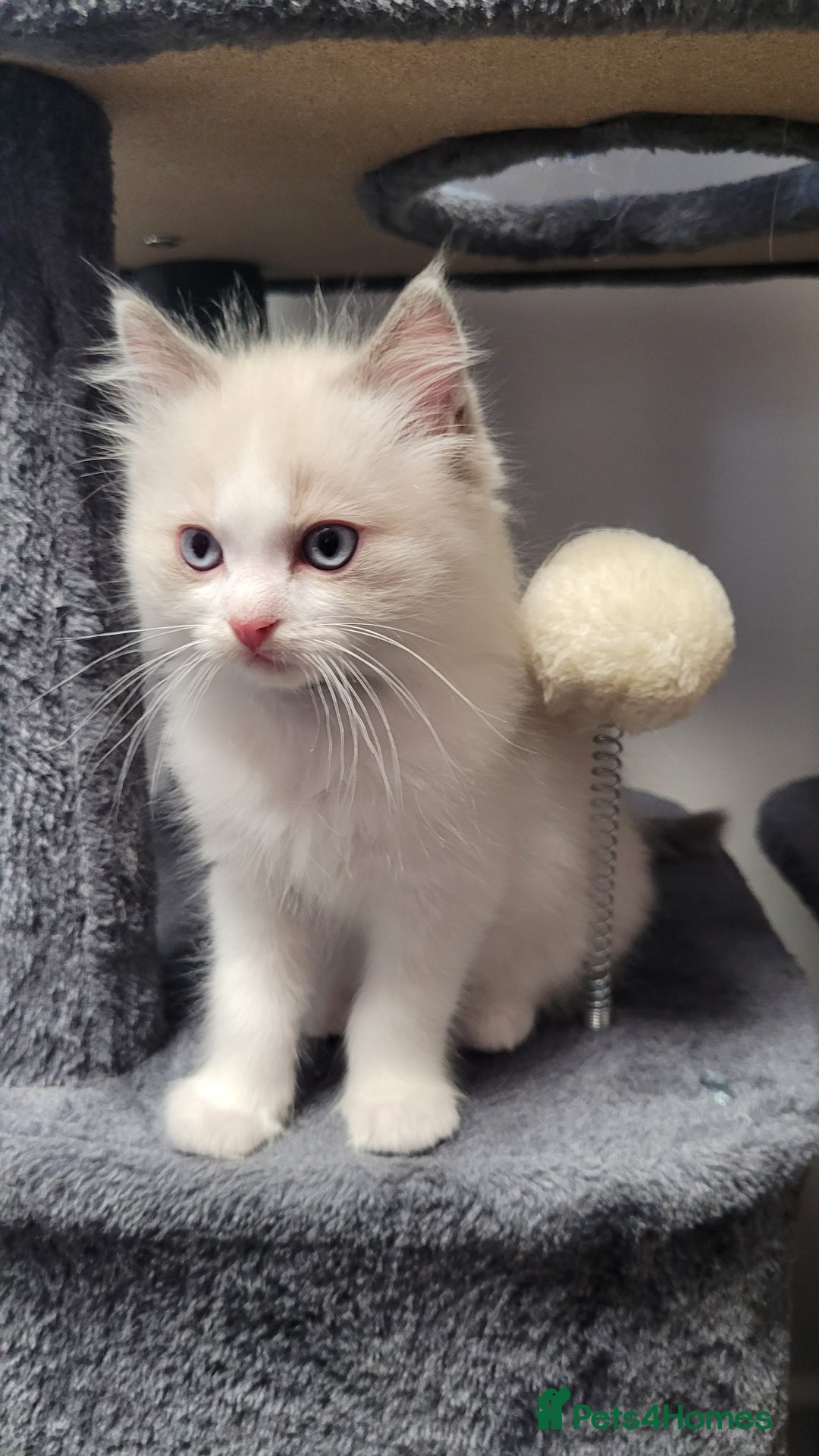 Ragdoll cats for sale: 🐾😺 3 Fluffy Ragdoll Kittens Waiting for You ♥♥♥ - Image 4