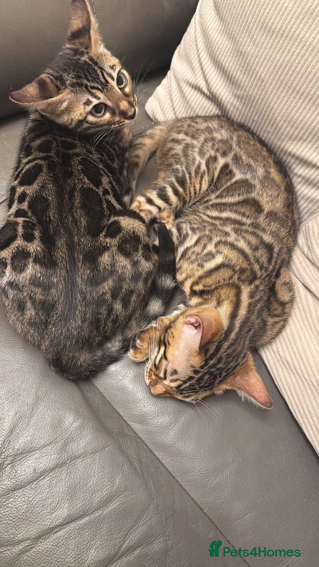 Bengal cats for sale: Pure bred bengal kittens - Image 20