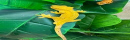 Gecko reptiles for sale: Two crested geckos for sale with exo terra  - Advert 1