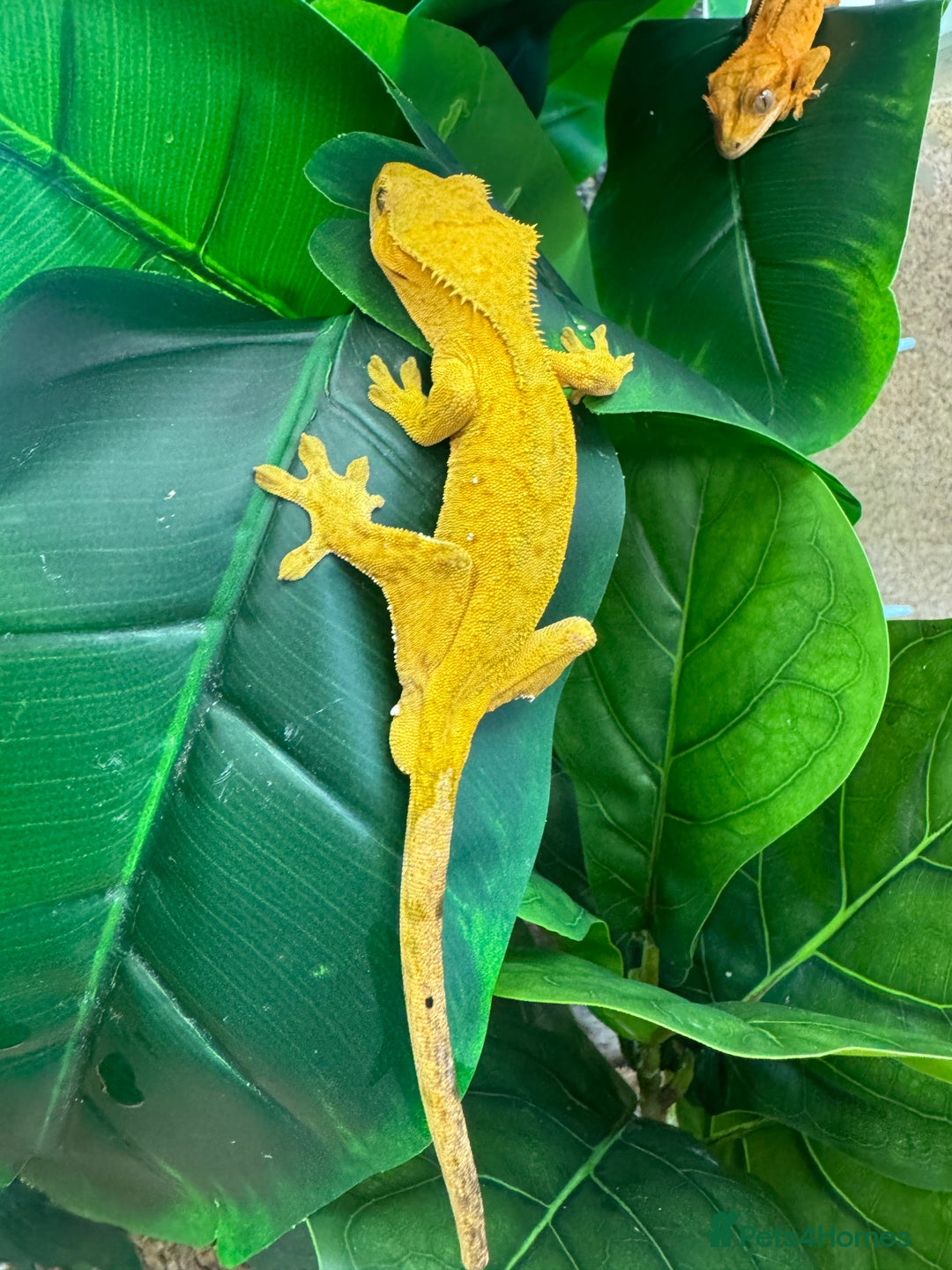 Gecko reptiles for sale: Two crested geckos for sale with exo terra  - Advert 1