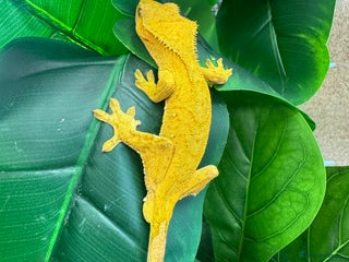 Gecko reptiles Two crested geckos for sale with exo terra - Advert 7