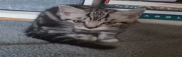 British Shorthair cats for sale: Beautiful Silver Spotted and Silver Tabby kittens. - Advert 5