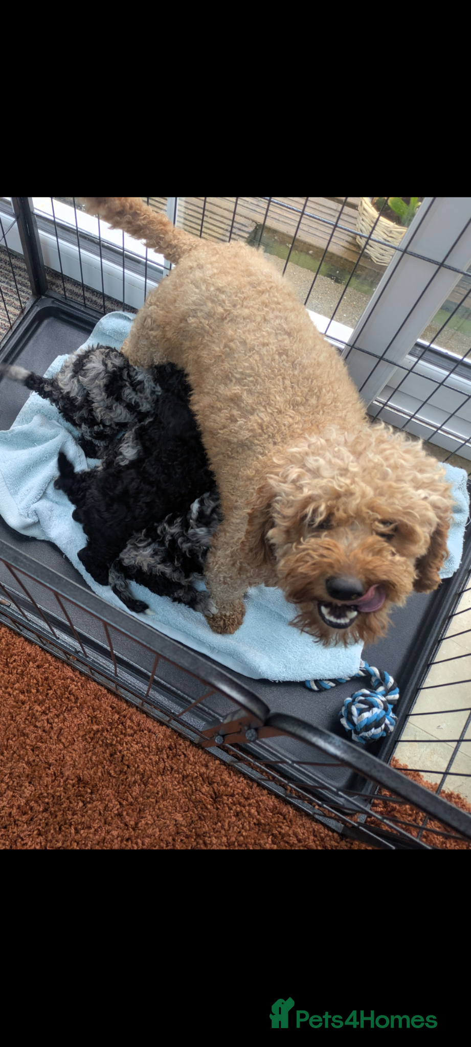Miniature Poodle dogs for sale: Miniature Poodle Puppies (Blue Merl & Black) - Advert 6