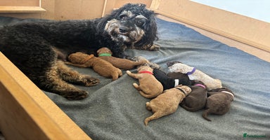 Cockapoo dogs - Advert 4