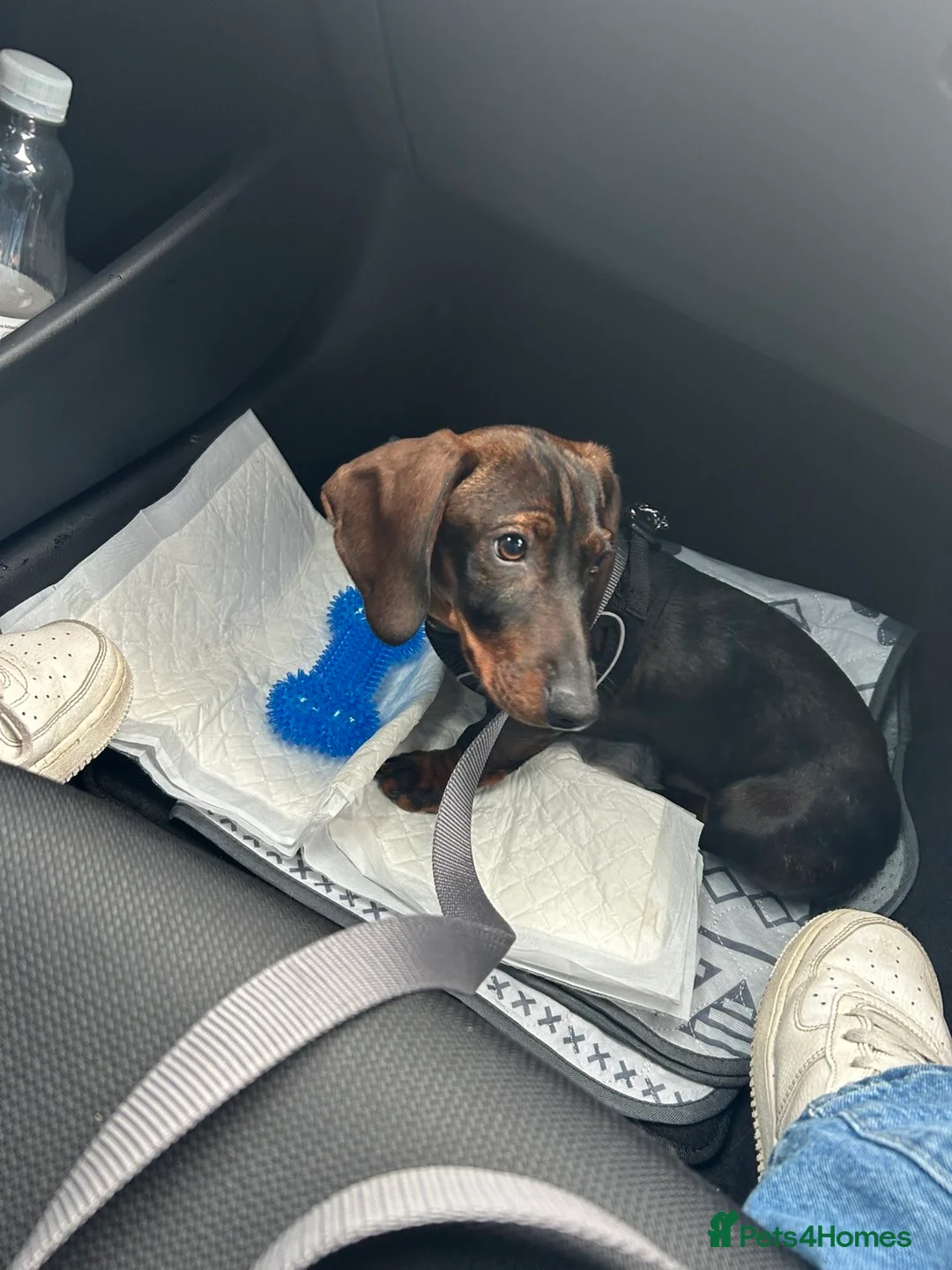 Miniature Dachshund dogs for sale: Miniature Dachshund  - Advert 5