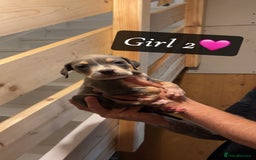 Mixed Breed dogs for sale: Cane Corso x Pocket Bully - Image 18