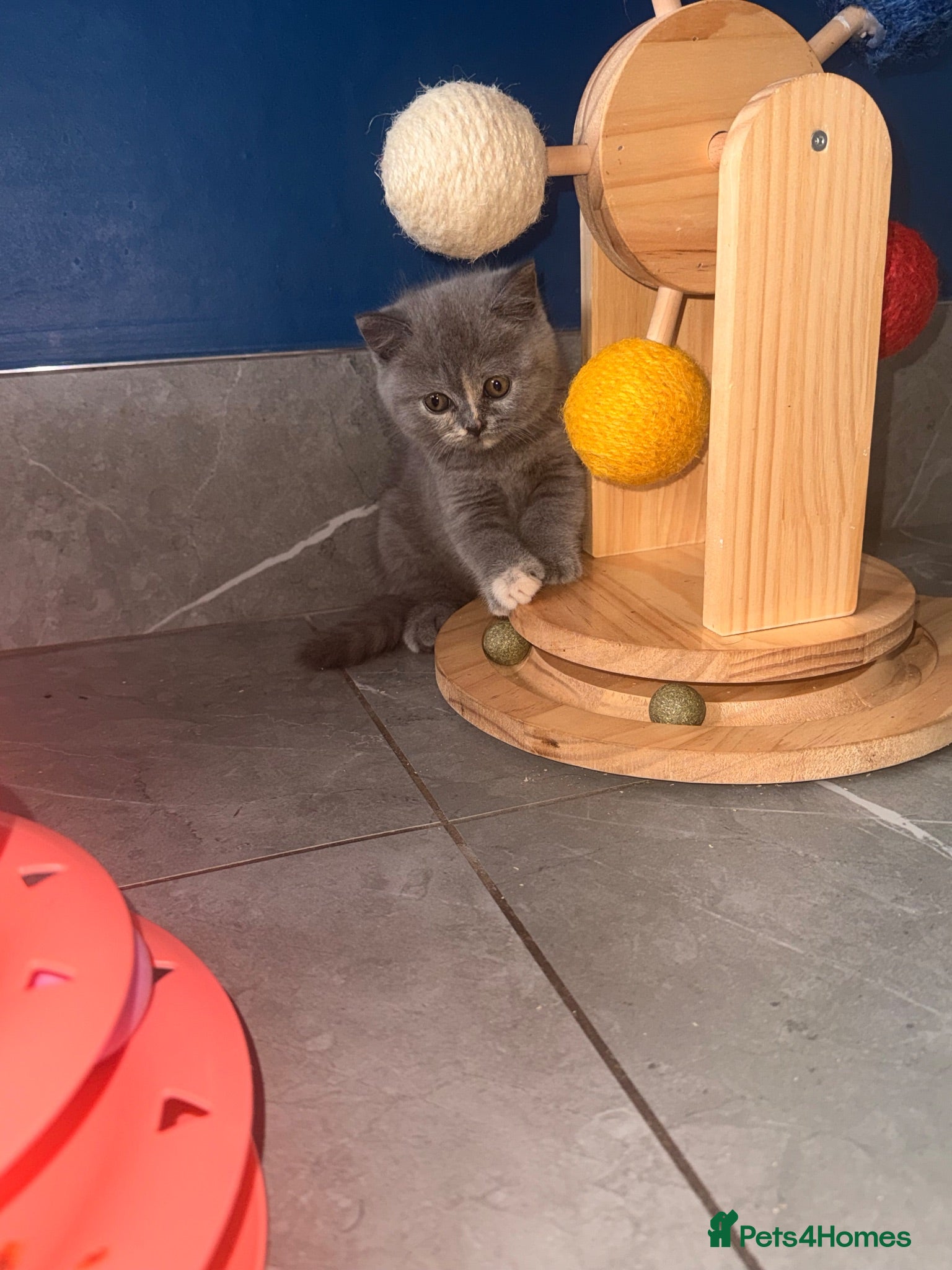 British Shorthair cats GCCF REGISTERED BRITISH SHORTHAIRS  - Advert 1