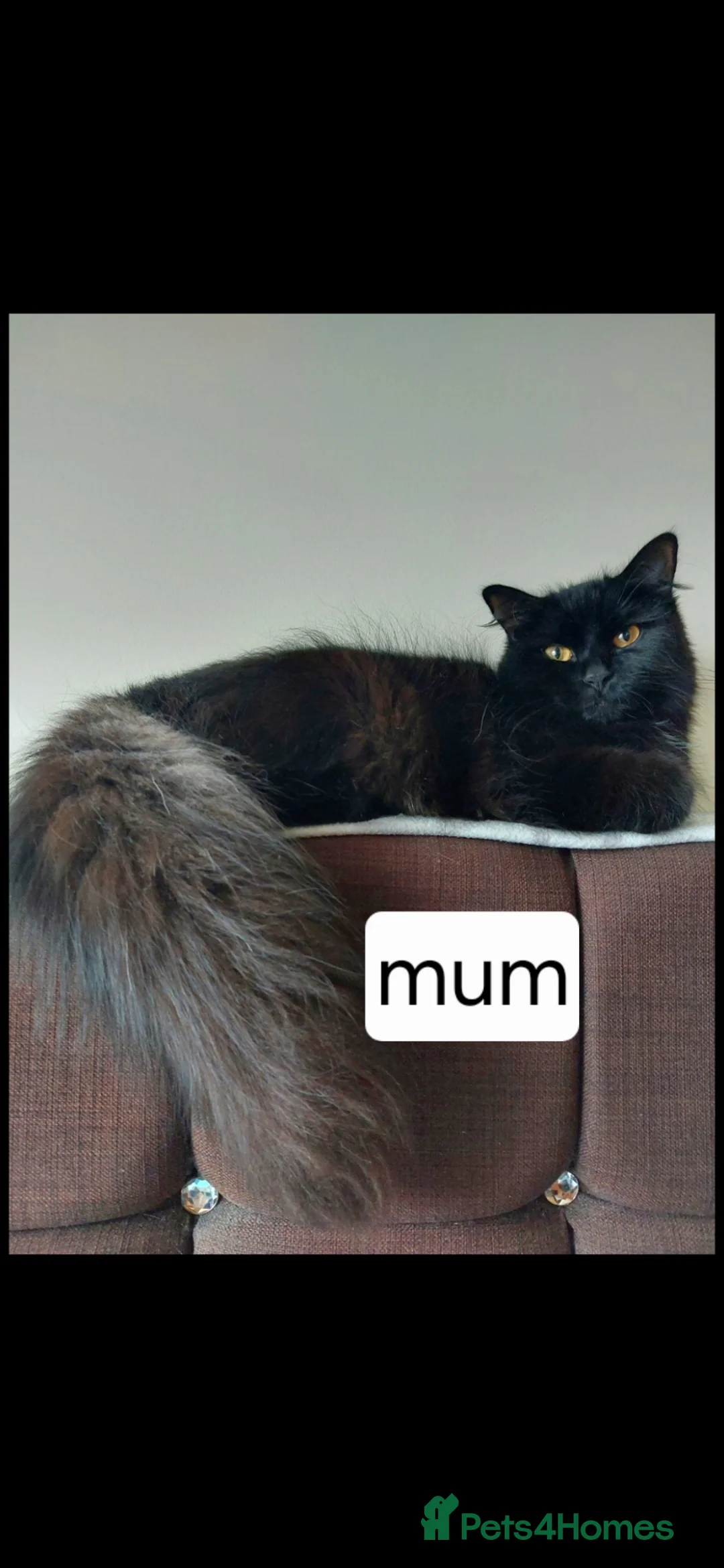 Mixed Breed cats for sale: Kittens  - Advert 1