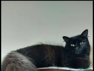 Mixed Breed cats Kittens - Advert 3