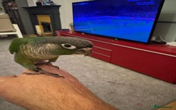 Conures birds for sale: 3 tamed beautiful baby conures - £250 each - Image 4