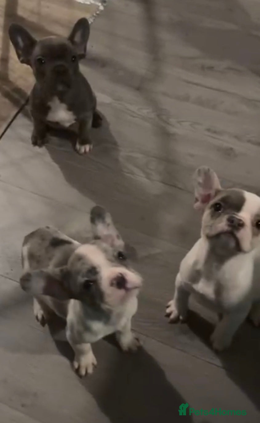 French Bulldog dogs Last 4 French bulldogs reduced  - Advert 1