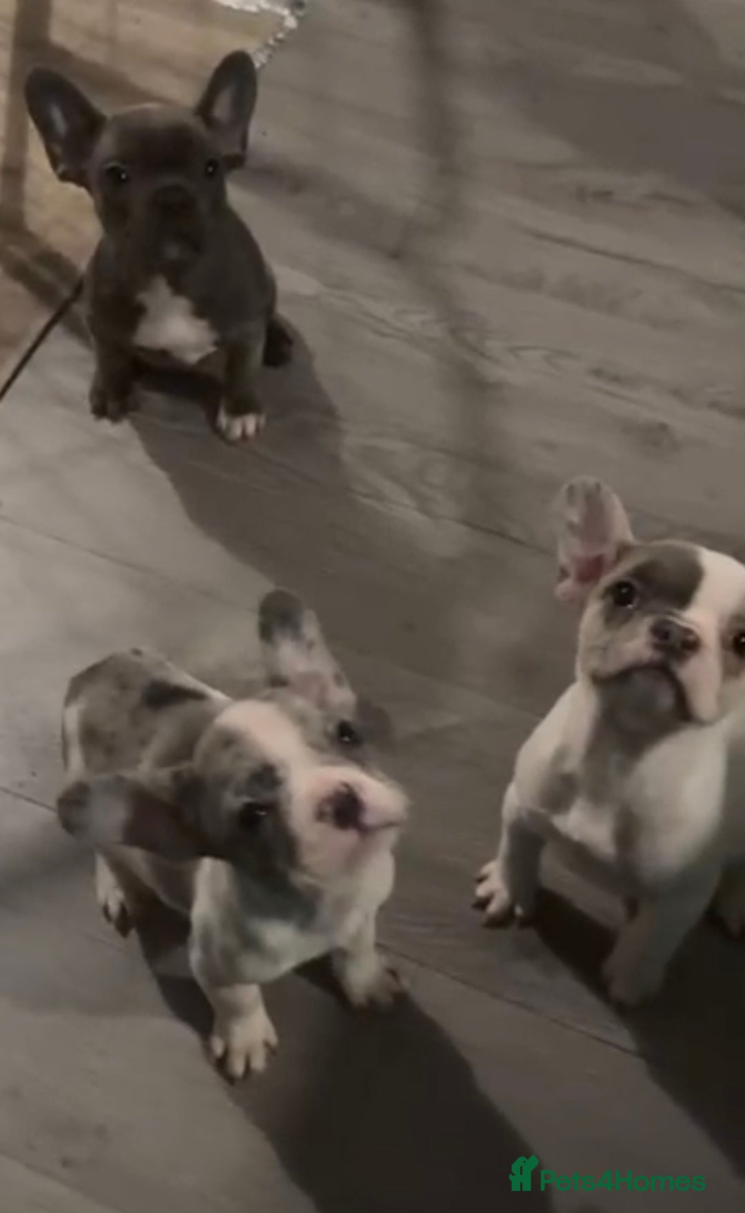 French Bulldog dogs for sale: Last 4 French bulldogs reduced  - Advert 1