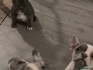 French Bulldog dogs Last 4 French bulldogs reduced - Advert 1