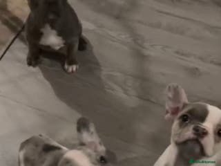 French Bulldog dogs Last 4 French bulldogs reduced - Advert 1