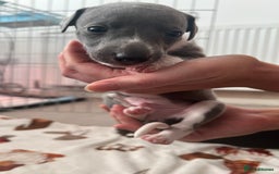Whippet dogs for sale: Blue Whippet Puppies for Sale - Advert 8