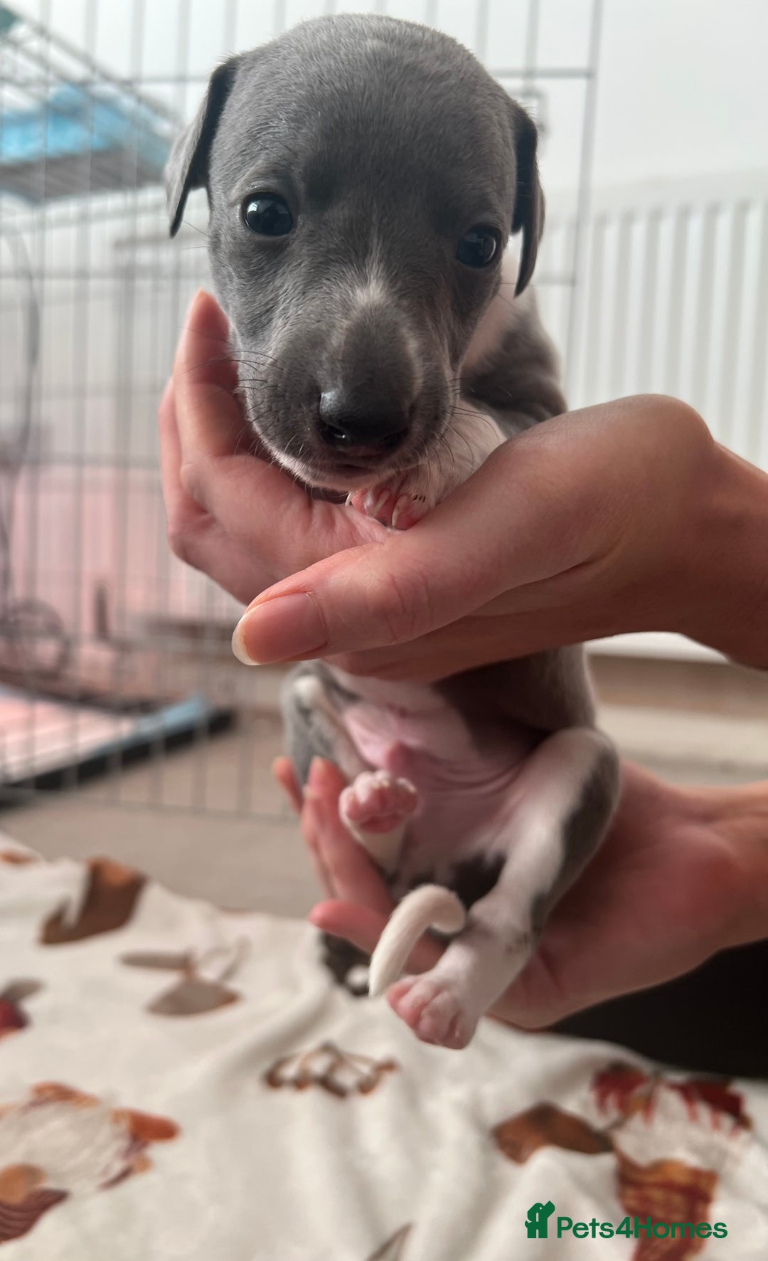 Whippet dogs for sale: Blue Whippet Puppies for Sale - Advert 8