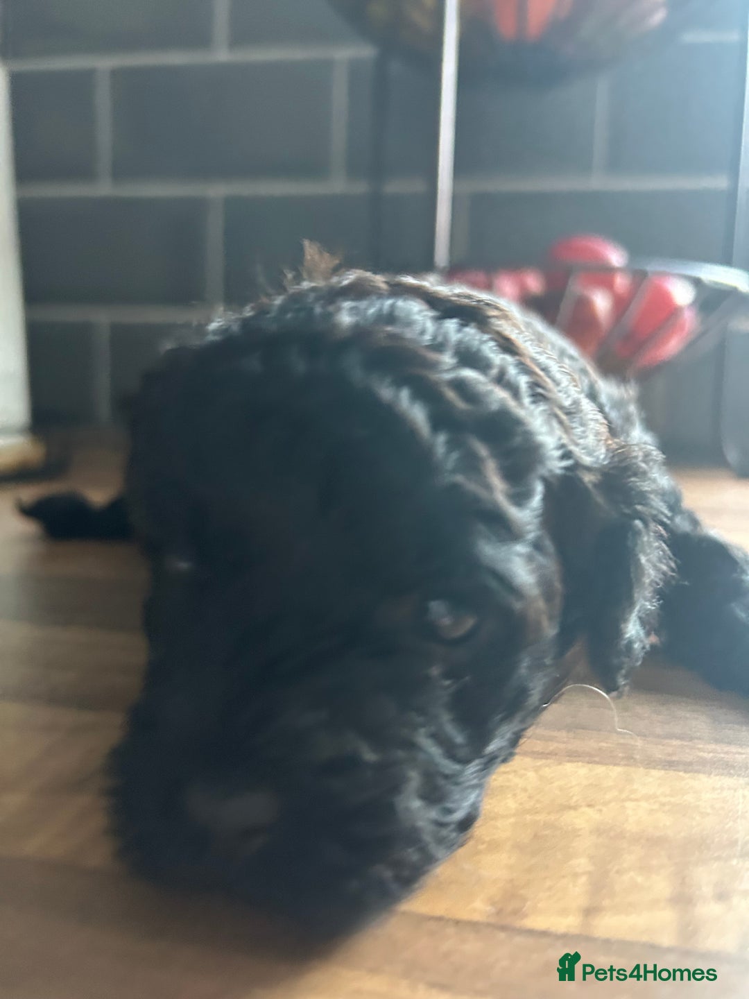 Mixed Breed dogs for sale: Shichonpoo (Teddy bear) puppies  - Image 10
