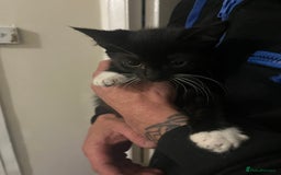 Mixed Breed cats for sale: 4 kittens for sale  - Image 4
