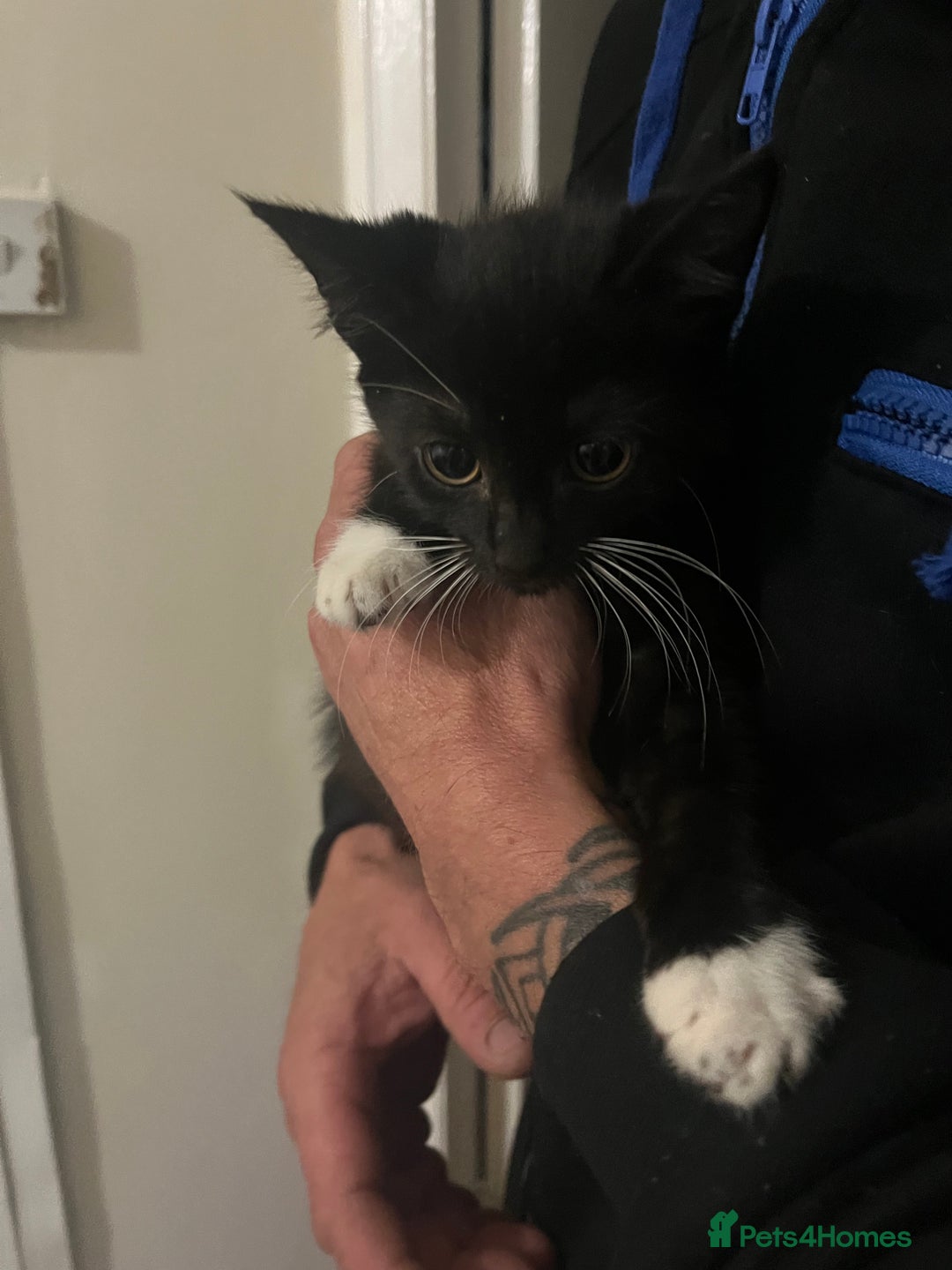Mixed Breed cats for sale: 4 kittens for sale  - Image 4
