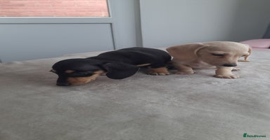 Dachshund dogs - Advert 3