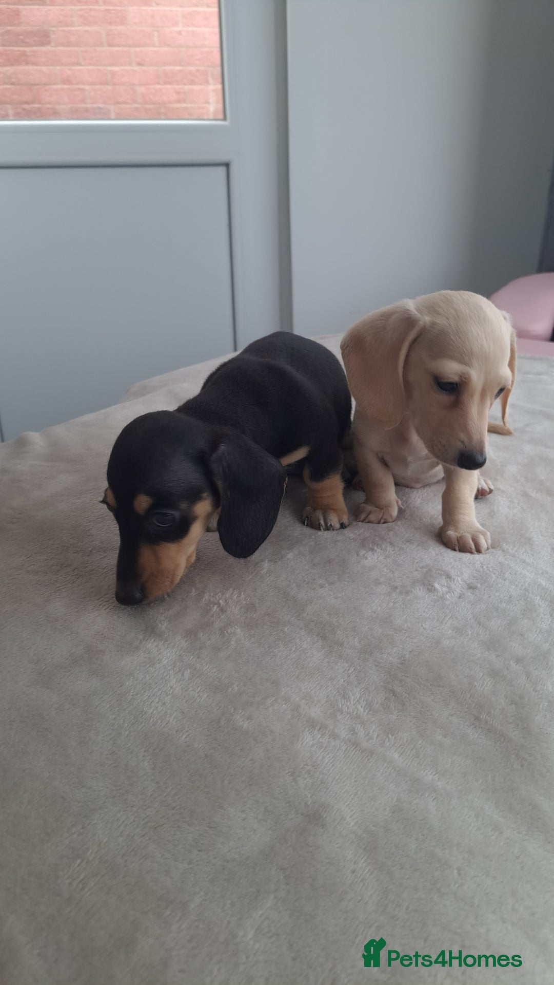 Dachshund dogs for sale: READY NOW - Miniature dachshunds cream girls  - Image 3