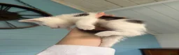 Mixed Breed cats for sale: 7 gorgeous mixed breed kittens  - Advert 14