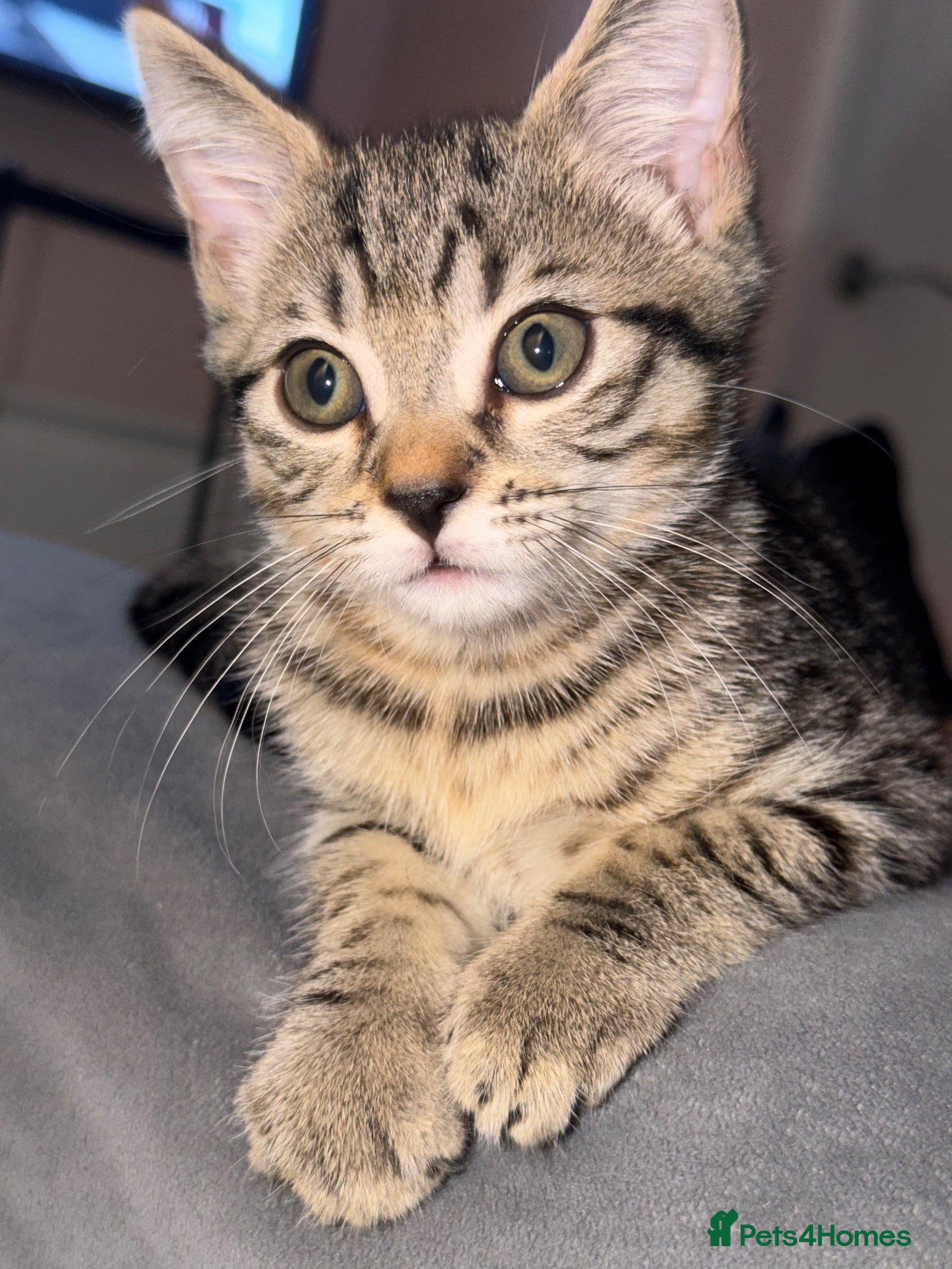 Mixed Breed cats Last kitten - He’s looking for a loving home - Advert 1