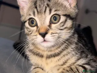 Mixed Breed cats Last kitten - He’s looking for a loving home - Advert 6