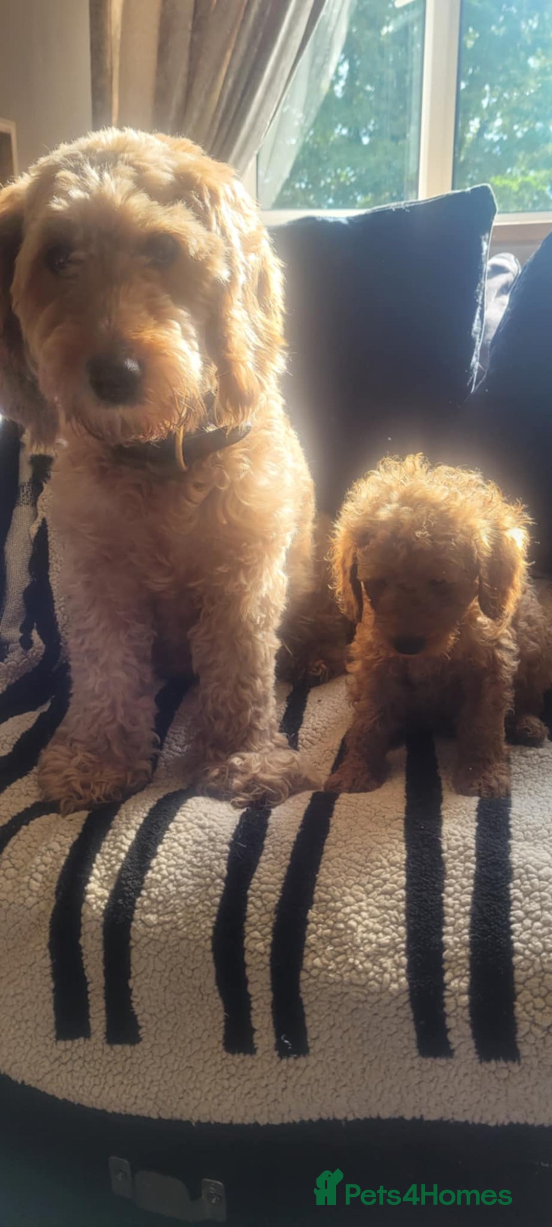 Goldendoodle dogs for sale: F1b goldendoodle pups  - Image 9