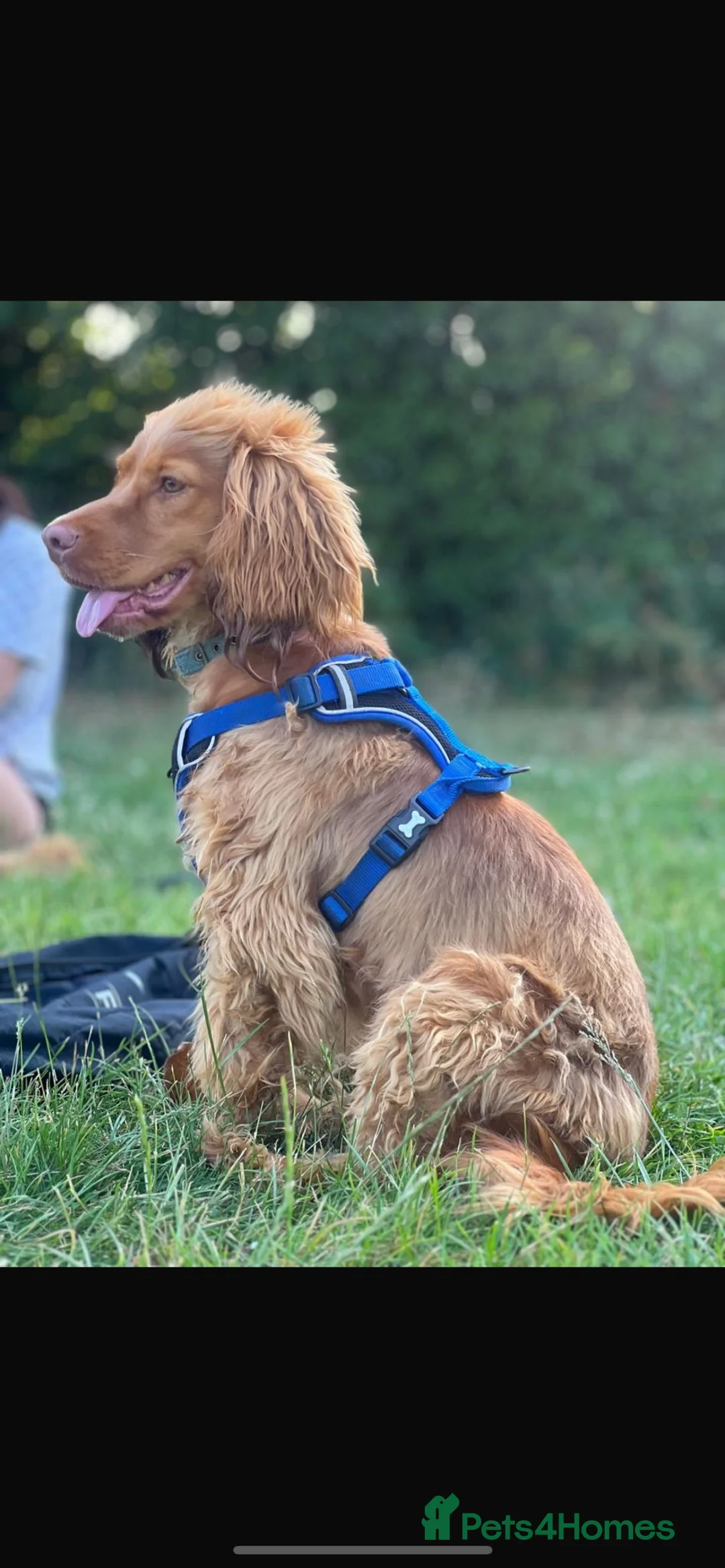 Cocker Spaniel dogs for stud: Health tested golden show cocker spaniel stud - Advert 2