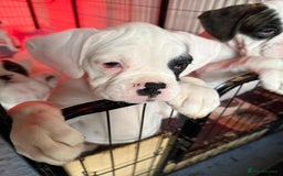 Boxer dogs for sale: Last boxer girl looking for her forever home - Image 1