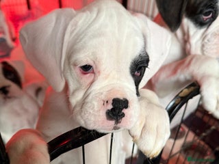 Boxer dogs for sale - Advert 1