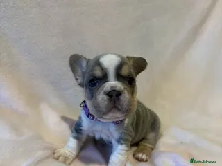 French Bulldog dogs 5 LEFT Beautiful KC reg French Bulldog puppies - Advert 1