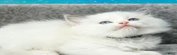 Ragdoll cats for sale: blue bicolour girls and boys available  - Advert 5