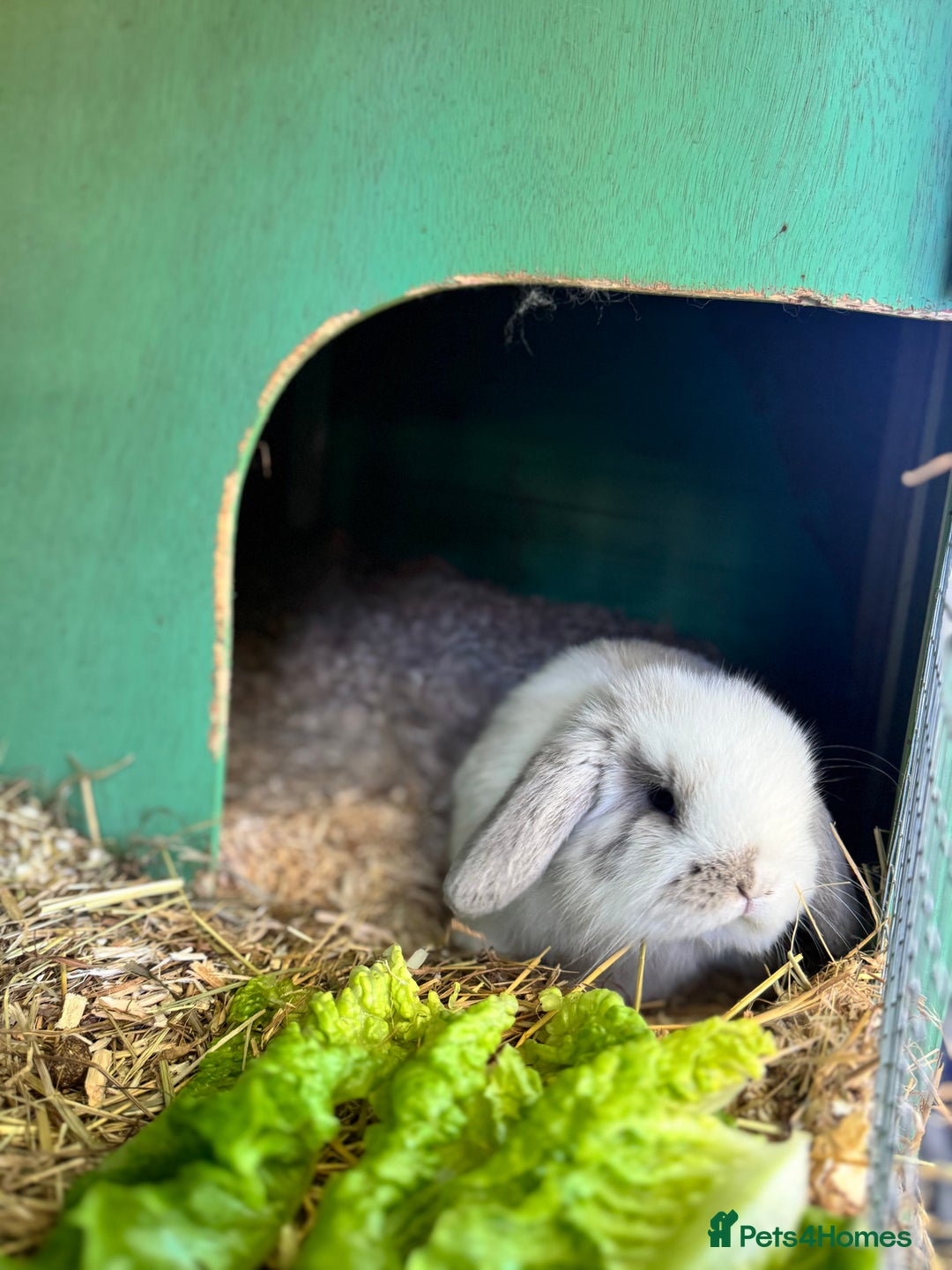 Mini Lop rabbits for sale: Mini lop - Advert 3